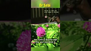 DR SEBI - RED CLOVER - ENDOMETRIOSIS - VAGINAL DISCHARGE #shorts #drsebi #drsebiapproved #douche