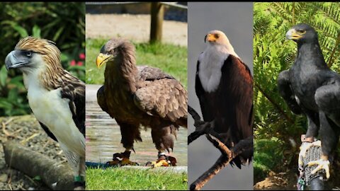 Top 10 Biggest And Largest Eagles Of The World 2021 mumbai