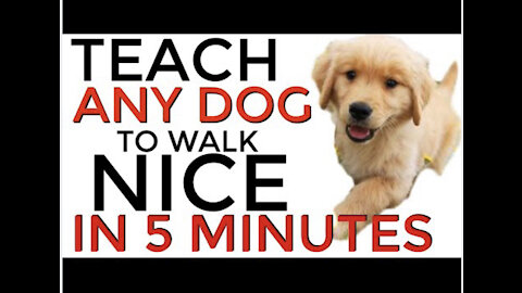 Find out how to walk your dog on the leash nicely!