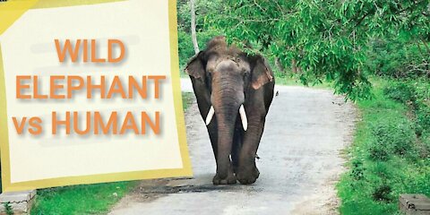 Is This wild Elephant or Human??
