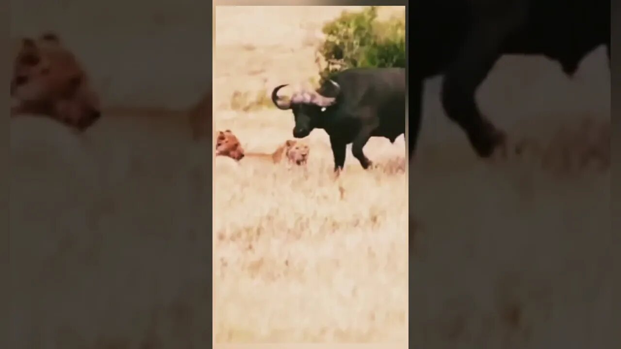 Agressive buffalo tries to chase lions these lion hunting buffalo calf