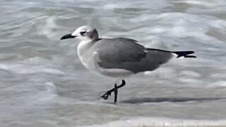 Lonely Seagull, Brave Crab