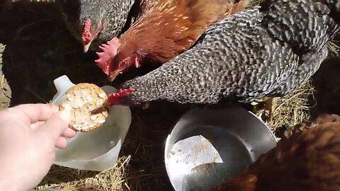 Chickens eating their Dollar Tree oatmeal cookies treat.