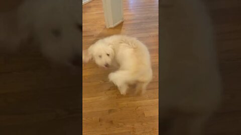 4 Month Old Puppy Chasing His Tail 🤣😍