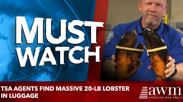 TSA Agents Find Massive 20-lb Lobster In Luggage