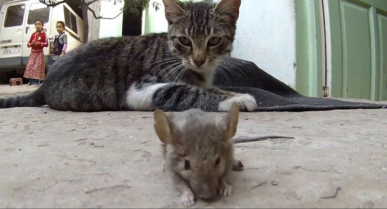 Cat and mouse are best friends in videos