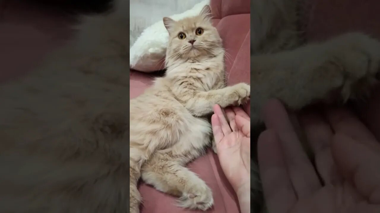 #shorts Смешные Коты Из Тик Тока 200 Funny Cats From Tiktok