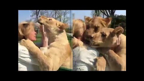 Lion duo reaction when reunited with their former caretaker