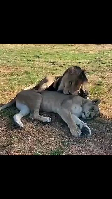 Oh nothing, just a lion and a lioness cuddling each other.
