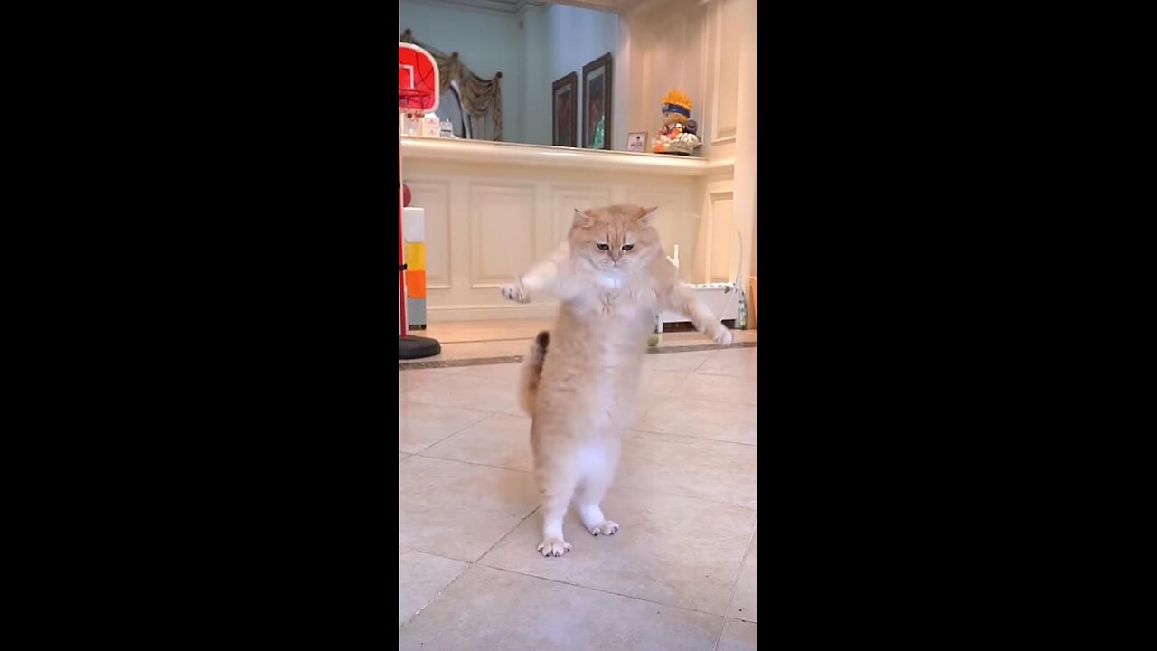 Cute cat jump rope