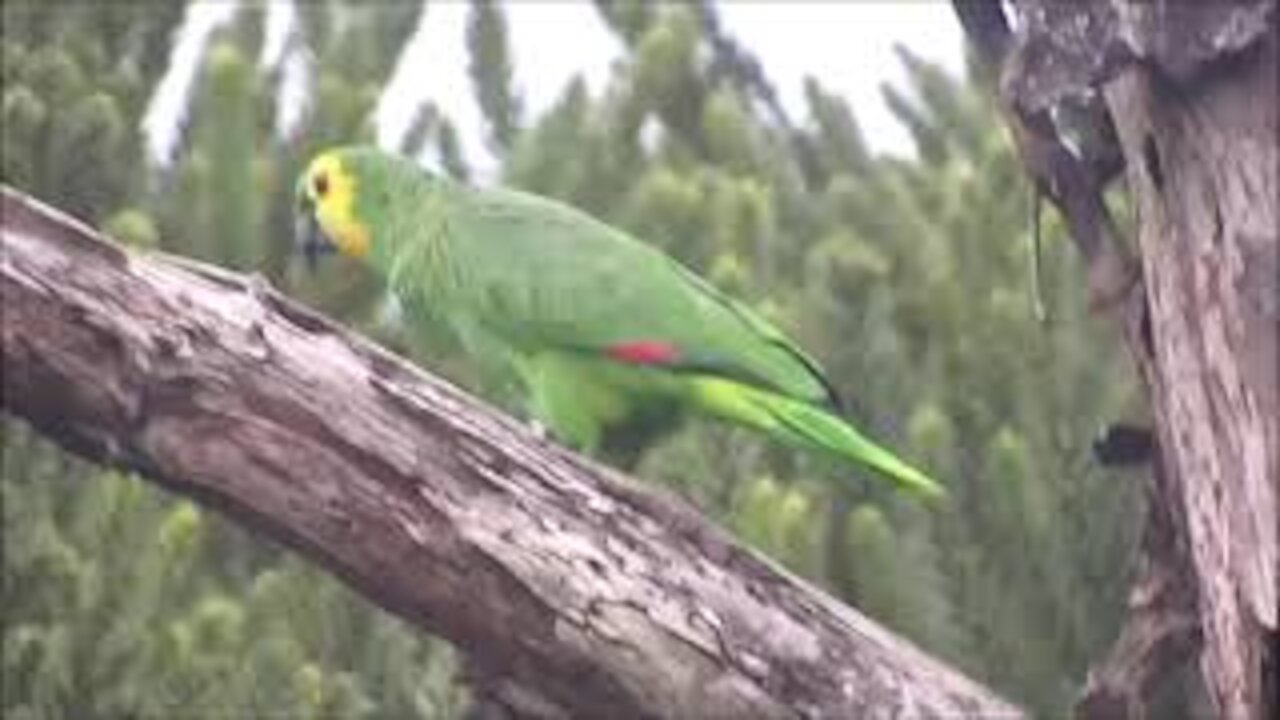 True Parrot (Amazona aestiva)