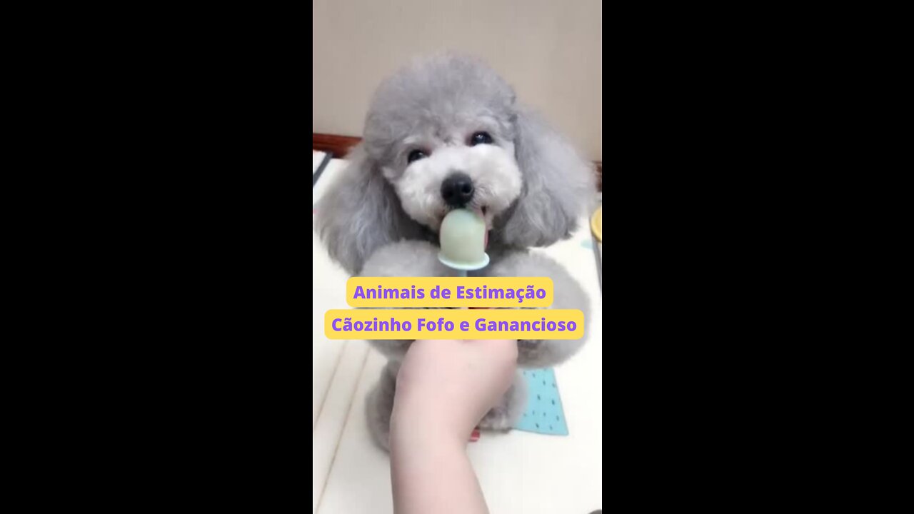 Animais de Estimação: Cãozinho FOFO mas GANANCIOSO!!!!! #shorts