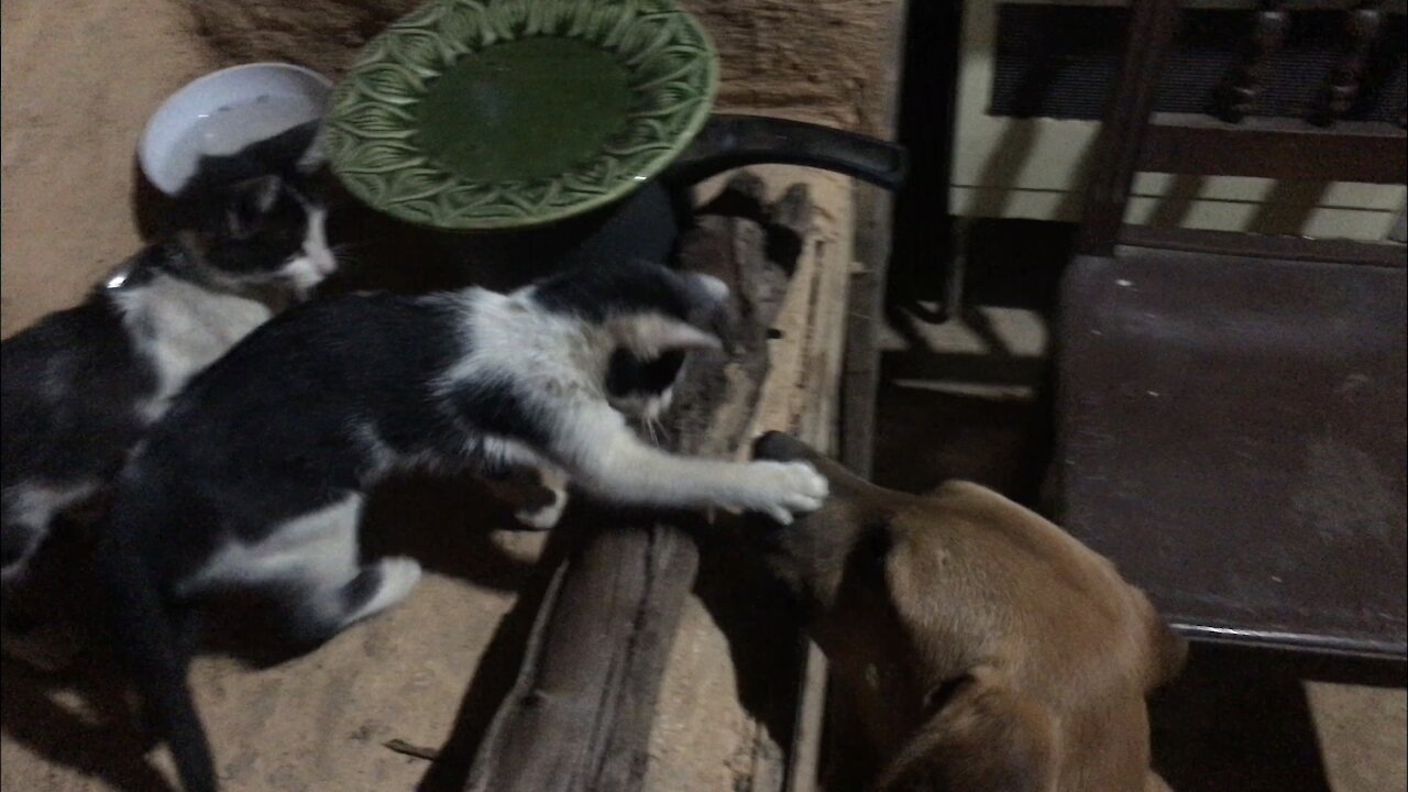 My kitten hitting the dog.