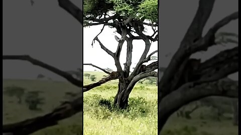 Lion climbing tree at #serengeti make your holiday unforgettable,