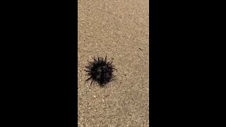 Spiky Sea Urchin in Baja California