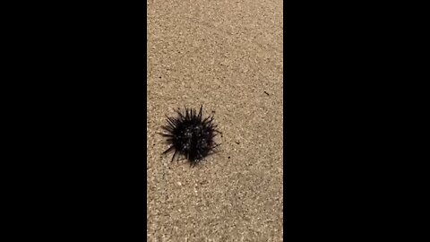 Spiky Sea Urchin in Baja California