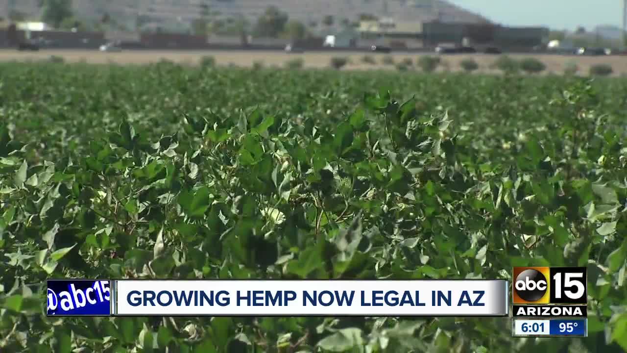 Hemp farming begins in Arizona