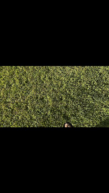 Anhinga in Paradise Part 1- 10/2/2021- 4K