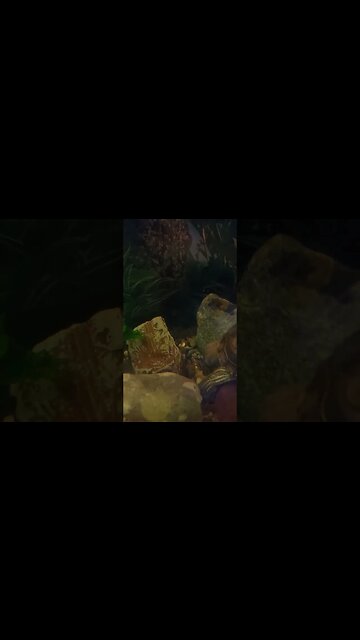 What is he digging for? 🐢