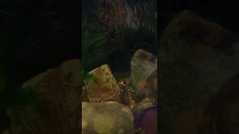 What is he digging for? 🐢