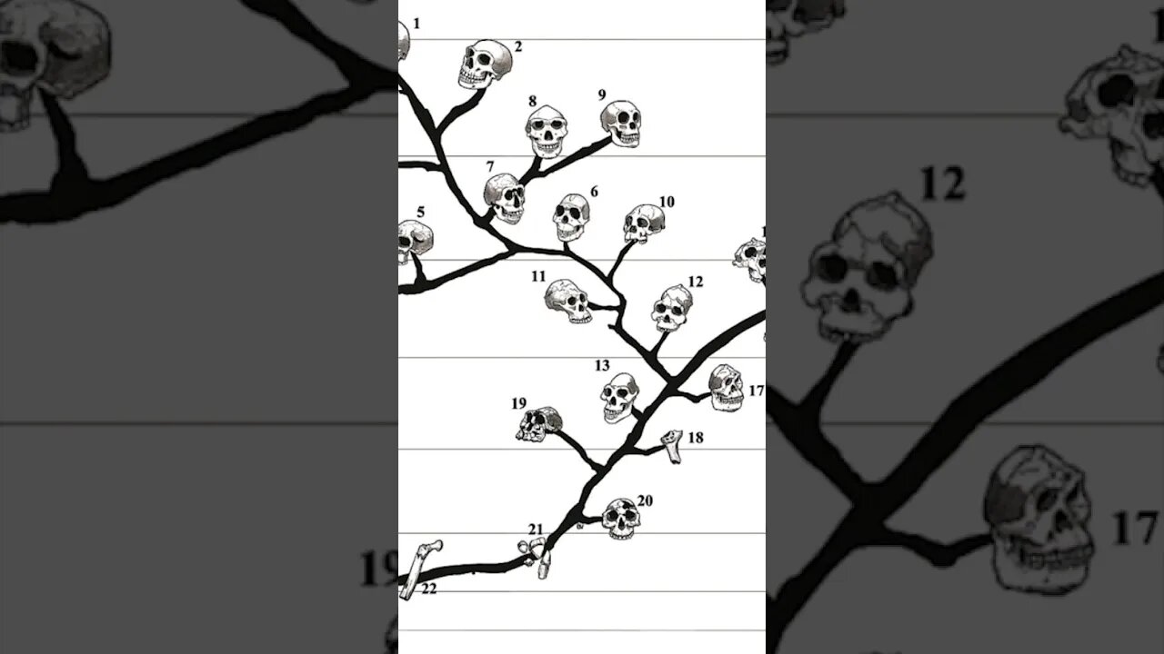 Lucy'den Bize, İnsanın Gelişim Sürecinin İlk Aşamaları: Australopithecus Türleri 💀 #shorts #darwin