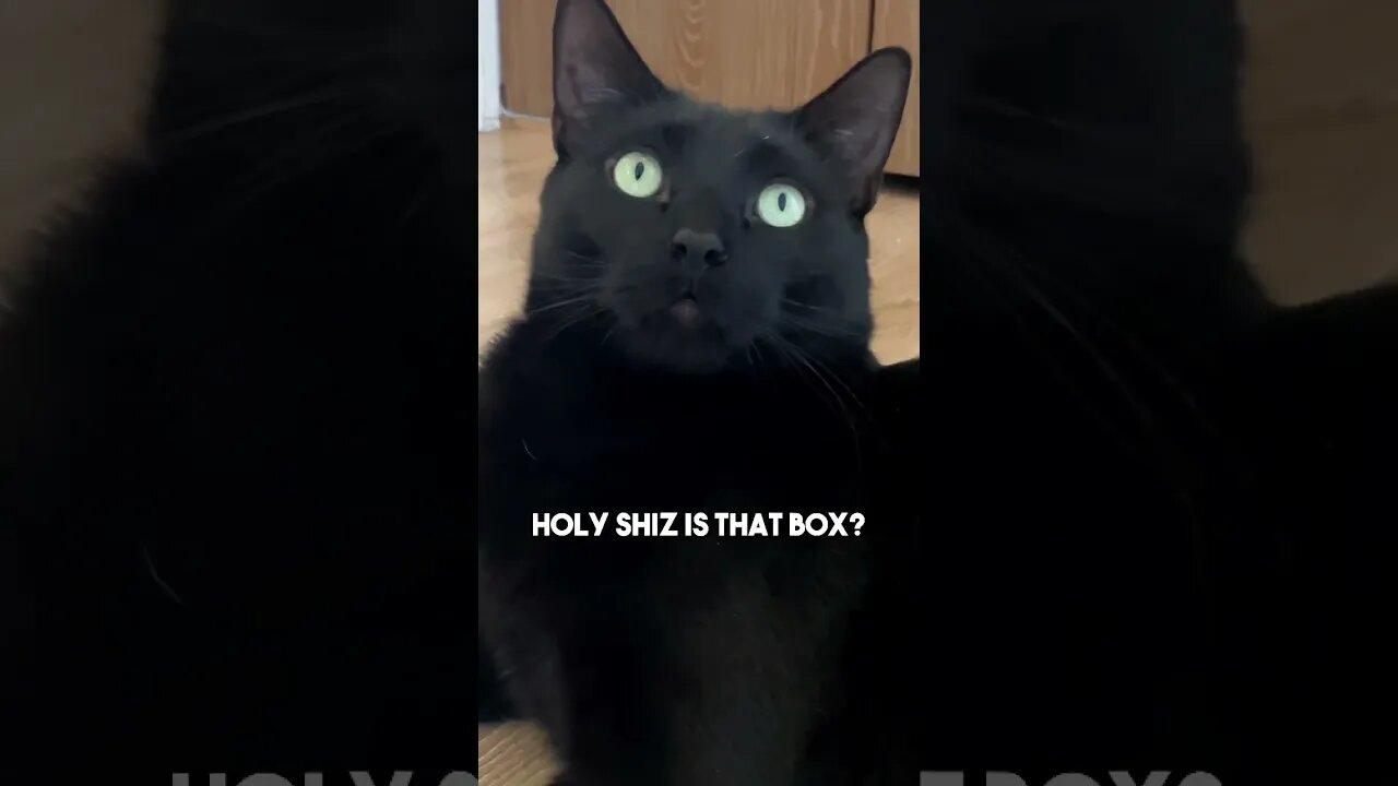 Literally every cat owner can relate๐๐๐ #cat #kitten #blackcat #leonthecatdad #relatable #cats