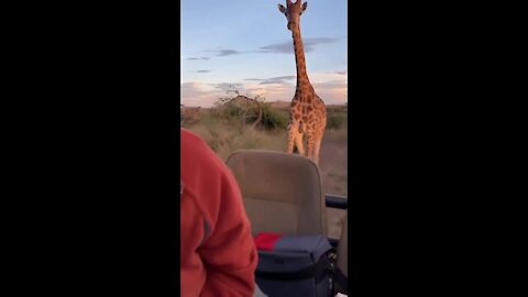 Giraffe Funny Moments