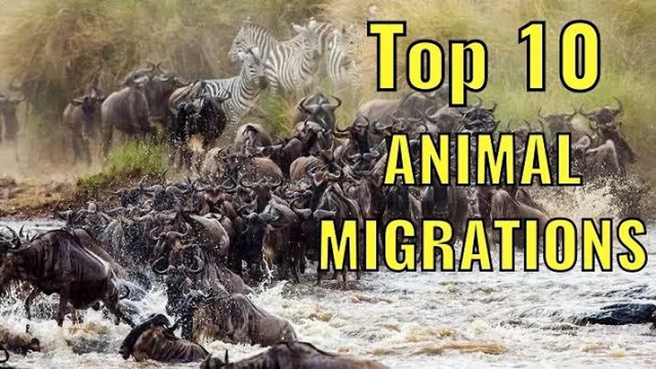 10 Incredible Animal Migrations You Won't Believe