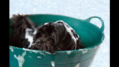 Difficile de donner un bain à ce chien