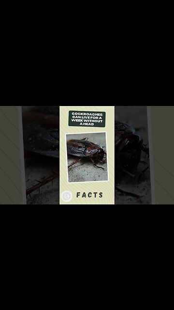 Cockroaches Facts #shorts #amazing