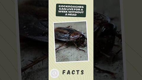 Cockroaches Facts #shorts #amazing