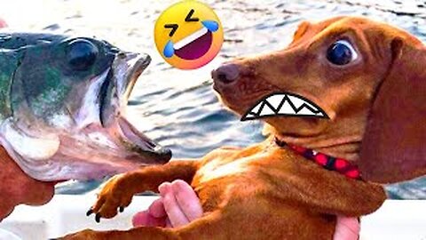 Paws and Playfulness: A Pet Chuckle Fest