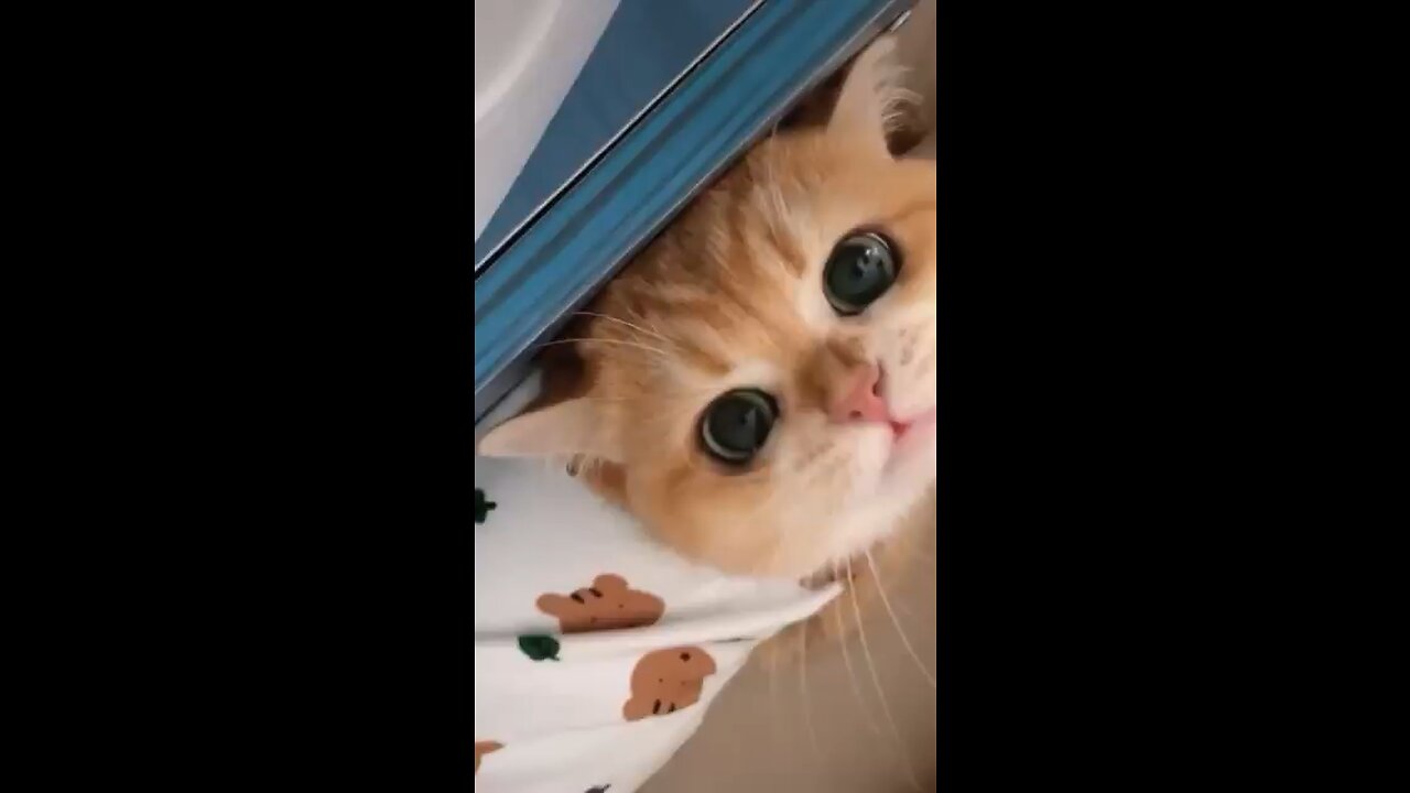 Cute Cats