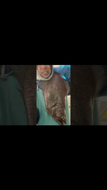 Huge Arrowhead Flounder