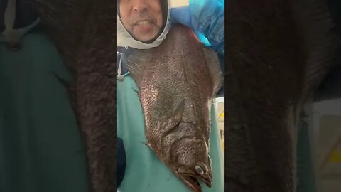 Huge Arrowhead Flounder