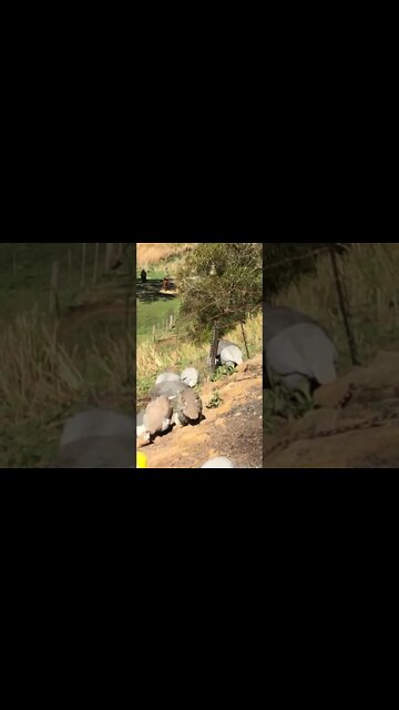 Happy guinea fowl and kitten