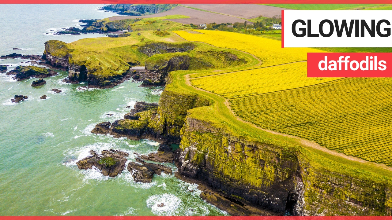 Fields of daffodils glow in the sunlight on cliffs overlooking the North Sea