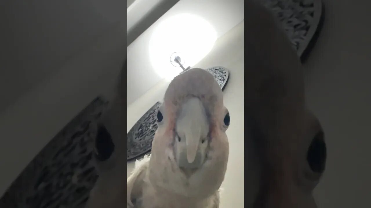 Rio need cookies 🫵❤️ #birds #birdsounds #viralvideo #pets