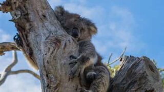 Menina chora pelas vidas perdidas dos animais na Austrália