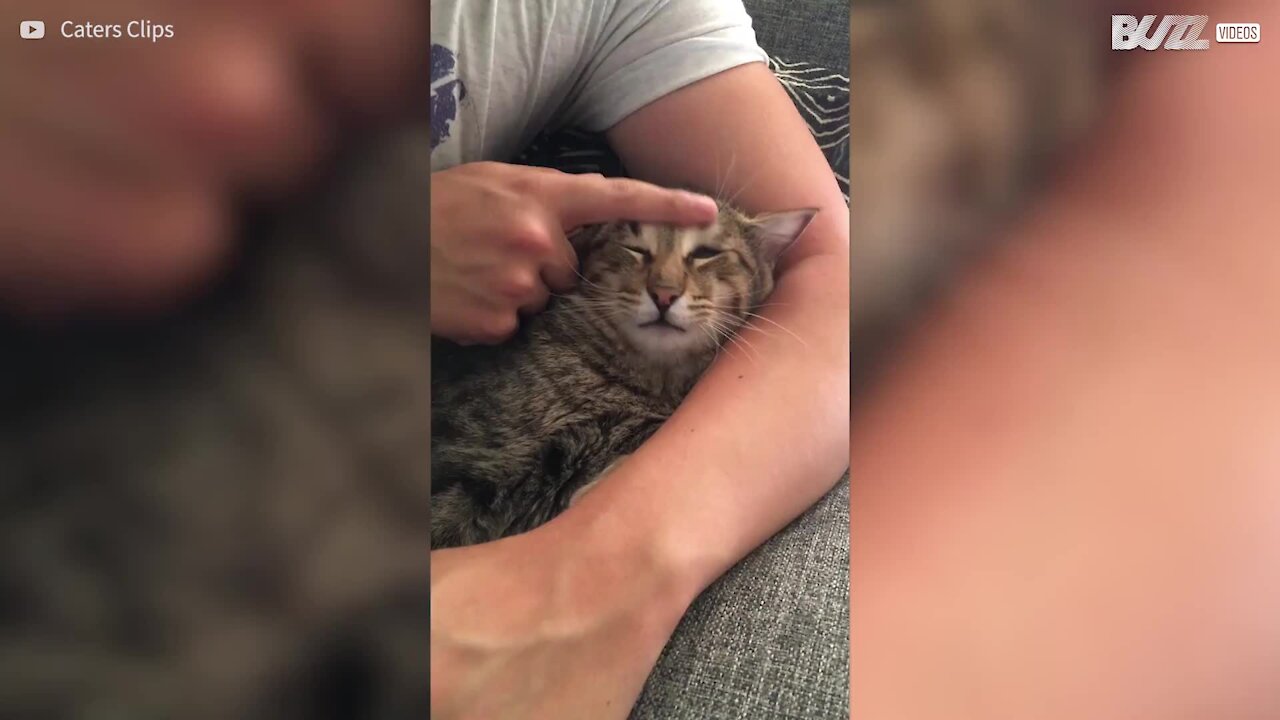 Cat licks owner's finger so he can wash