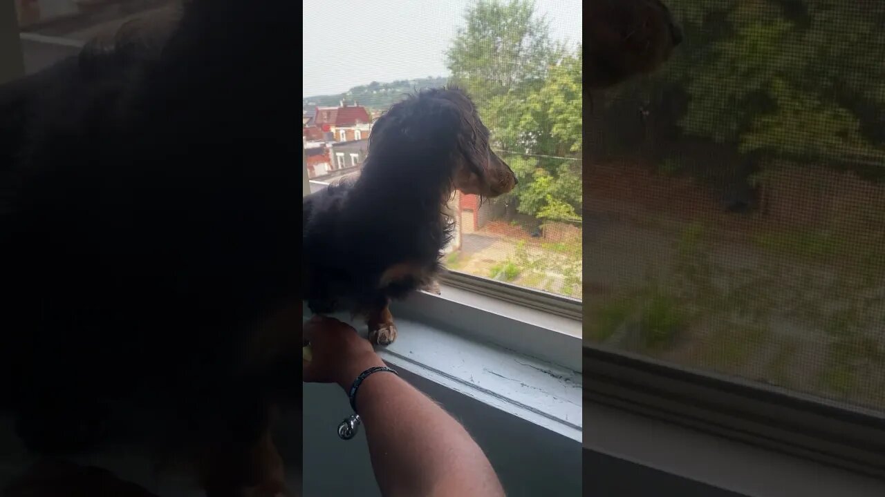 Barking at the world #shorts