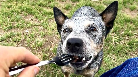 Zippy Blue Heeler Trip to Taylor Park Reservoir Colorado Rocky Mountains