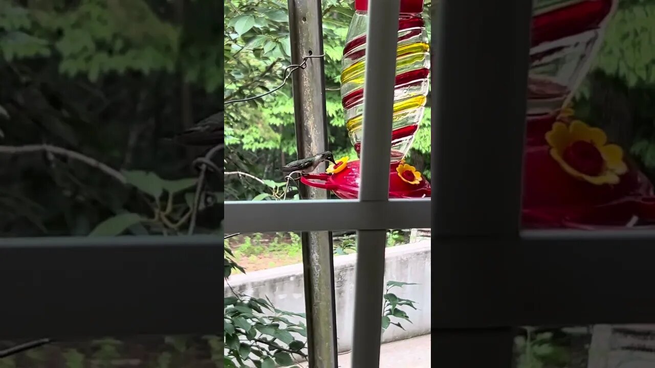 A tiny little hummingbird, resting and taking a drink on a hot day ￼