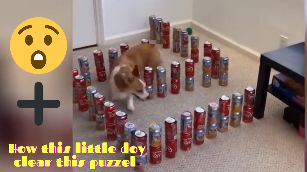OMG Super Cute ♡ Best Funny Cats and Dogs Compilation (must watch it)