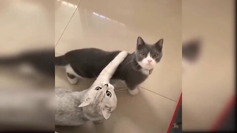 Omg So Cute Cats Best Funny Cat Videos 2021 (Part 4)