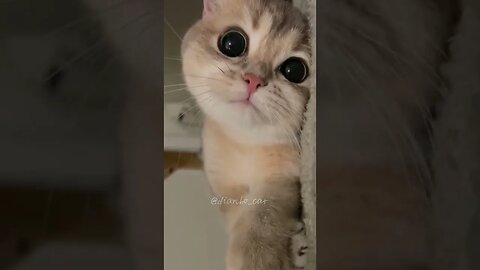 突然靠近！小猫咪就是要睡到日上三竿#圣火喵喵教 #shorts