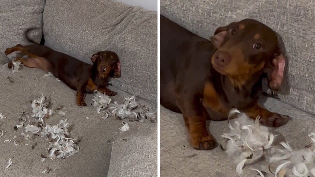 Mischievous Pup Destroys Pillow, Scatters Feathers Around The Room