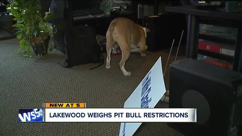 Lakewood weighs pit bull restrictions