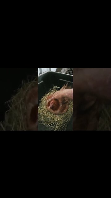 Good morning Forest Day 17 sitting on eggs, how are those eggs