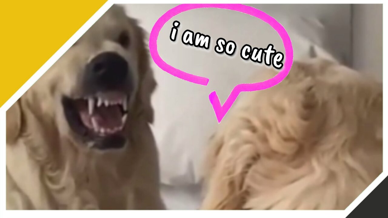 golden retriever showing fangs in front of mirror -latest viral video 2021